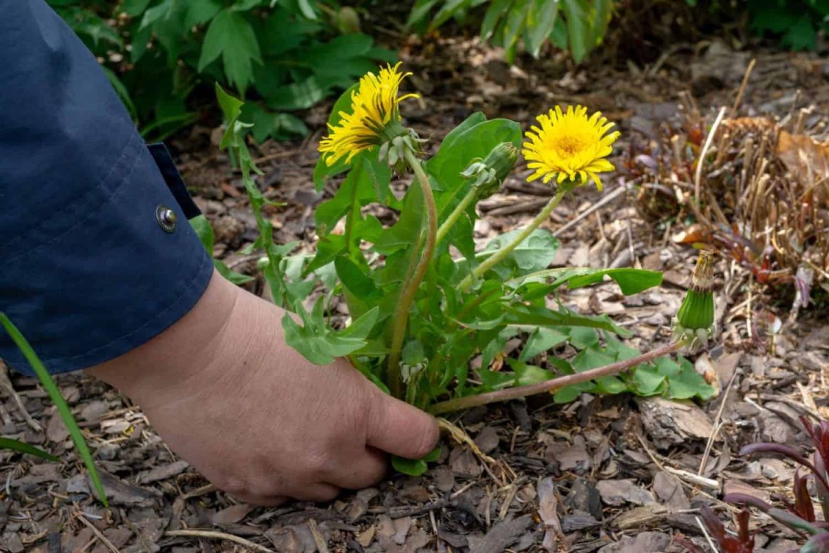 picture of someone pulling weeds